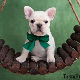 Boxer and French Bulldog Puppies from Galaxy Boxers & French Bulldogs