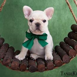 Boxer and French Bulldog Puppies from Galaxy Boxers & French Bulldogs