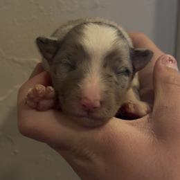 Molly - Blue merle female Border Collie puppy in North Lakeport, California from Wild Rose Ranch