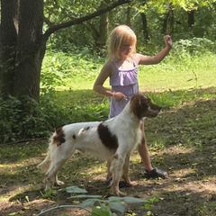 Eric - Irish Red and White Setter