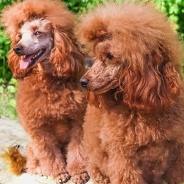Poodles from GentleID