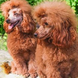 Poodles from GentleID