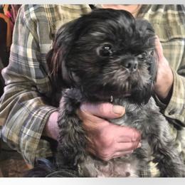 Missy - Black female Shih Tzu puppy in Green Valley Lake, California from All American Shih Tzu Puppies