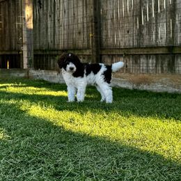 Poodle Puppies from Lollipop R Poodles