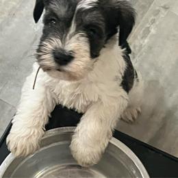 Patch - Parti male Miniature Schnauzer puppy in Carriere, Mississippi from Sassy Schnauzers