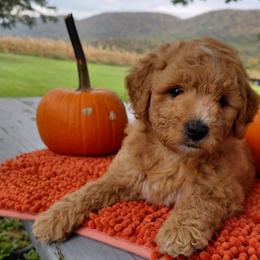 Hazel - Sable female Goldendoodle puppy in Lewistown, Pennsylvania from Southern Star Goldendoodles