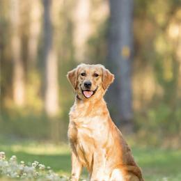Golden Retrievers from Goldens