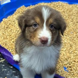 Casseopeia (long tail) - Red tri-color female Australian Shepherd puppy in Jacksonville, Florida from Solace Australian Shepherds