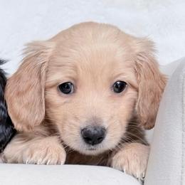 Mark - Red male Dachshund puppy in Richmond, Virginia from Irresistible Dachshunds & Cavaliers