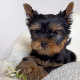 Genevieve - Black and gold female Yorkshire Terrier puppy in North Port, Florida from Noble Pets
