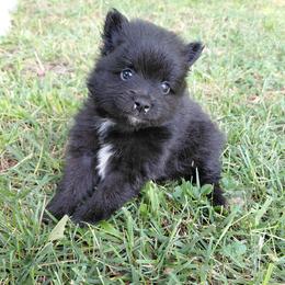 Bianca (Girl 2) - Black female Pomeranian puppy in Linwood, North Carolina from My Tiny Paws