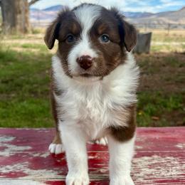 Fancy - Red tri-color female Australian Shepherd puppy in Preston, Idaho from KC Bar Ranch Aussies