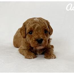 Ace - Brown male Cavapoo puppy in Mission, Texas from Sharyland Pets