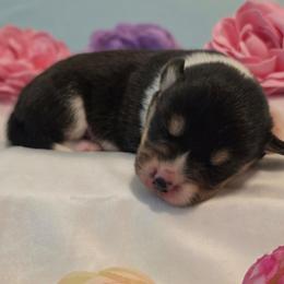 Rocket - Black and tan male Pembroke Welsh Corgi puppy in Austin, Texas from Cutest Corgi's of Austin