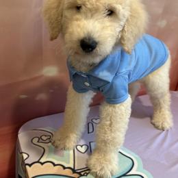 Remy - Apricot male Poodle puppy in Mobile, Alabama from Semmy’s Standard Poodle LLC