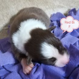 Australian Shepherd Puppies from Soundtrack Farms