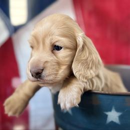 Bo - Cream male Dachshund puppy in Stoutland, Missouri from Farmhouse Dachshunds