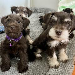 Miniature Schnauzer puppies from Reservoir Dogs