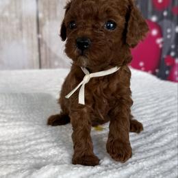 Blitzes - Red  male Poodle puppy in Cape Coral, Florida from Ruby the poodle