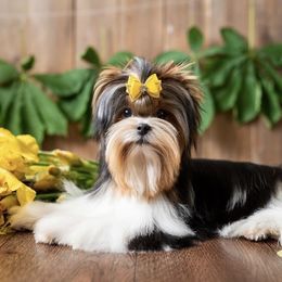 Biewer Terrier puppies from Prestigious Pups