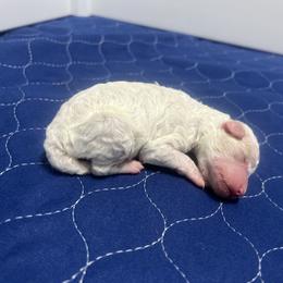 Everett - White male Poodle puppy in Quitman, Mississippi from P&D Palace