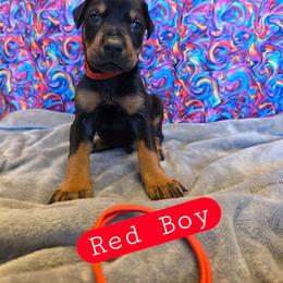 Red Boy - Black and rust male Doberman Pinscher puppy in Knox, Indiana from Double River Dobermans
