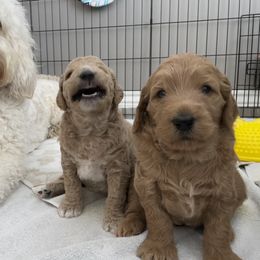 Bernedoodle and Goldendoodle Puppies from Draper Doodles