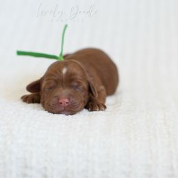 Green Collar Boy - Red male Australian Labradoodle puppy in Thousand Oaks, California from Lovely Doodle Lane