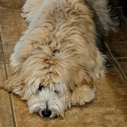 Goldendoodle All Grown Up from Golden Hearted Goldendoodles