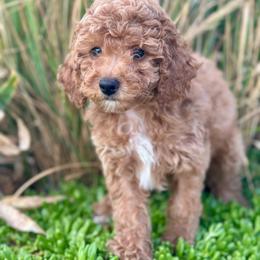 Independence (Indy) - Red  female Poodle puppy in Herriman, Utah from Shaggy Mountain Pups LLC