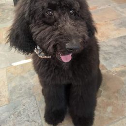 Goldendoodle and Poodle Puppies from Hatten Homestead Doodles