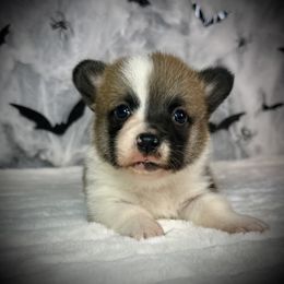 Girl 5 - Sable female Pembroke Welsh Corgi puppy in Surprise, Arizona from Ruff and Rowdy Corgis