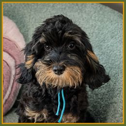 Parker - Black male Cockapoo puppy in Connersville, Indiana from Deaz Doodle Ranch