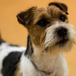 Border Terriers and Jack Russell Terriers from Dig Em Out Terriers / Twin Willow Borders