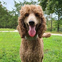 Cavapoos and Goldendoodles from K&K's Puppy Kingdom