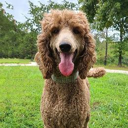 Cavapoos and Goldendoodles from K&K's Puppy Kingdom