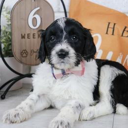 Woody - Parti male Labradoodle puppy in Bryantown, Maryland from Doodles on Duty