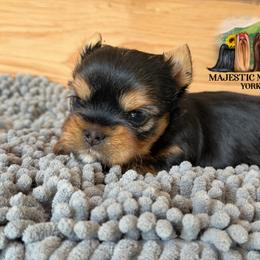 Beacon - Black and gold male Yorkshire Terrier puppy in Baker, West Virginia from Majestic Mountain Yorkies
