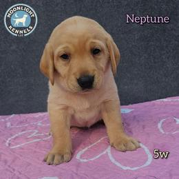 Neptune - Yellow female Labrador Retriever puppy in Elloree, South Carolina from Moonlight Kennels LLC