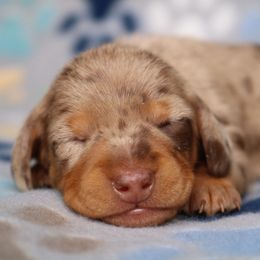 Puppy 2 - Dapple female Dachshund puppy in Red Bud, Illinois from Midwest Miniature Dachshunds