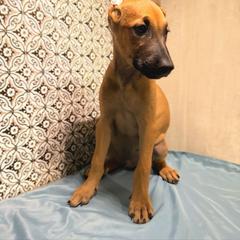 Tan - Tan male Xoloitzcuintli puppy in Myakka, Florida from Experience The Wild