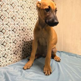 Tan - Tan male Xoloitzcuintli puppy in Myakka, Florida from Experience The Wild