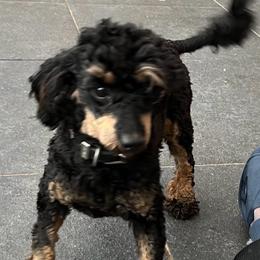 Fancy - Poodle