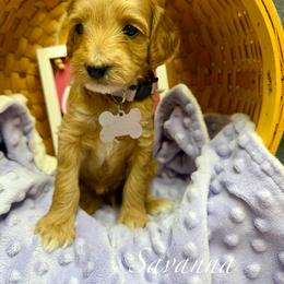 Savanna - Red  female Goldendoodle puppy in Boise, Idaho from Goldendoodle Baby