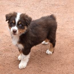 Spirit - Red tri-color male Australian Shepherd puppy in San Tan Valley, Arizona from Mott Ranch - Blazin' Sun Aussies