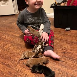 Dachshund Puppies from KT Canines, LLC