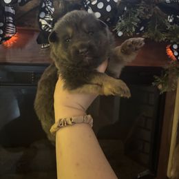 Beni - Blue male German Shepherd puppy in Watervliet, Michigan from M&M Shepherd Farms