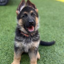 Orange - Black and red female German Shepherd puppy in Baldwin, New York from vom Hermes German Shepherds