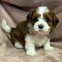 Poppy - Red female Havanese puppy in Maryville, Missouri from Dreamworks Havanese