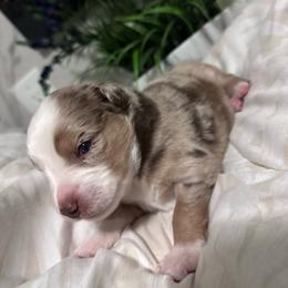 TBD - Red merle male Miniature Australian Shepherd puppy in Town 'N' Country, Florida from House of Miniature Aussies